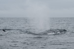 20150830-IMGP6665whales