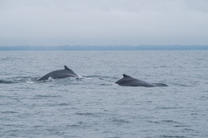 20150830-IMGP6683whales