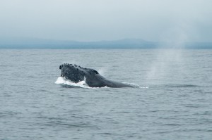 20150830-IMGP6773whales