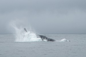 20150830-IMGP6792whales