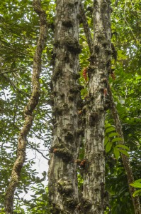trees, loango national park