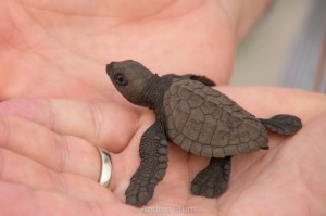 itty bitty olive ridley