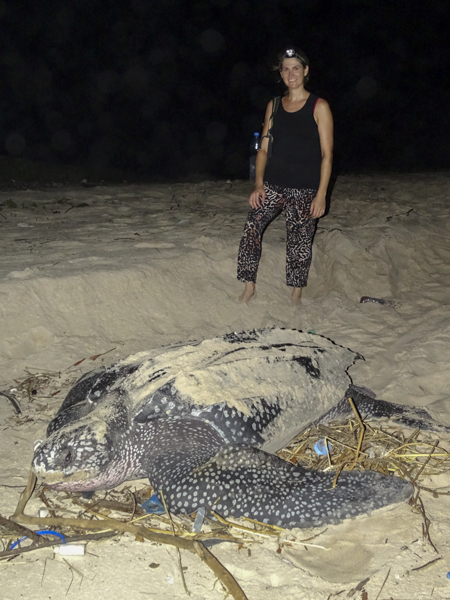 Sea Turtles in Gamba, Gabon | ATGabon