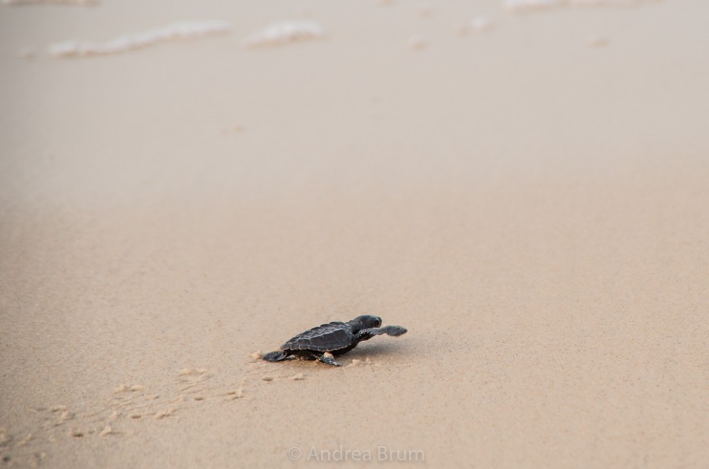 Sea Turtles in Gamba, Gabon | ATGabon