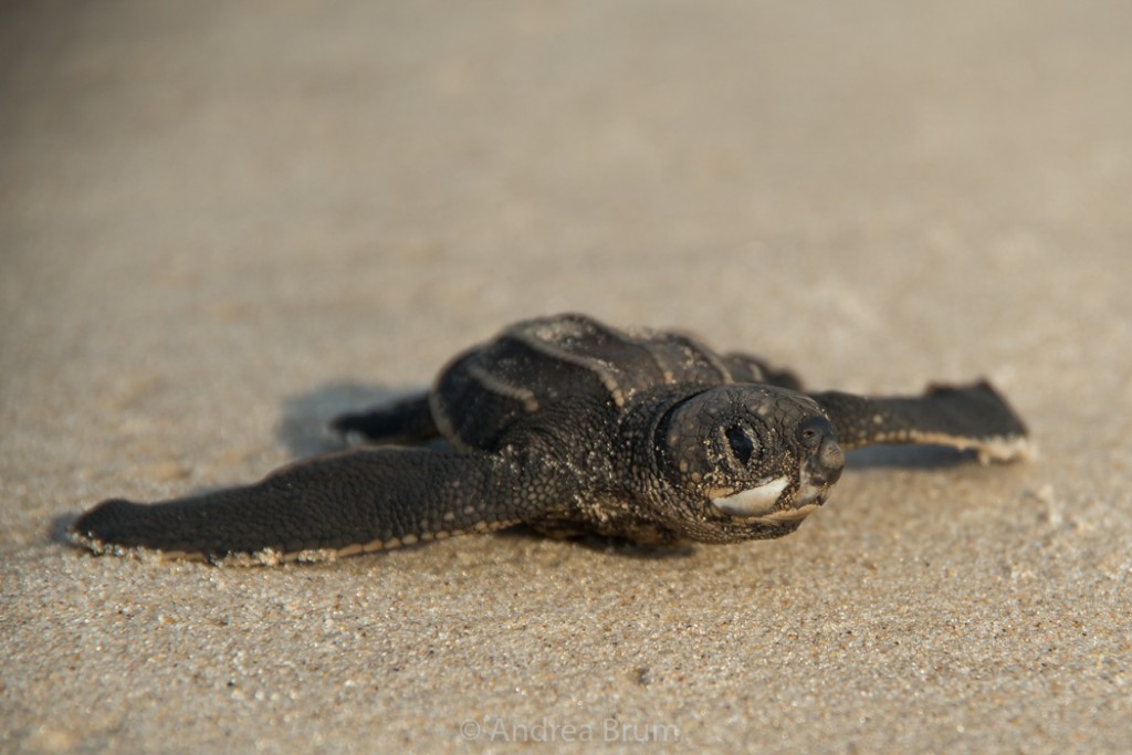 Sea Turtles in Gamba, Gabon | ATGabon