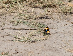 20150603-IMGP5004