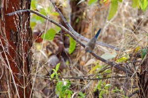20150604-IMGP5324