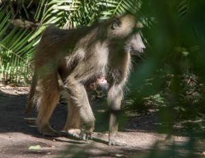 20150604-IMGP5374