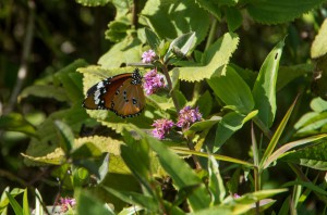 20150604-IMGP5403